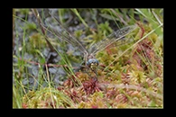 Aeshna juncea, thumbnail 17 / 20