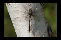 Aeshna juncea, thumbnail 18 / 20
