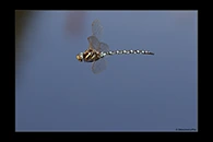 Aeshna juncea, thumbnail 19 / 20