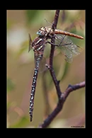 Aeshna juncea, thumbnail 20 / 20