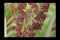 Aeshna mixta, thumbnail 1 / 20