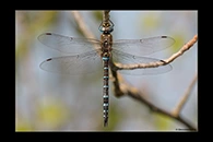 Aeshna mixta, thumbnail 2 / 20