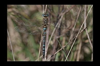 Aeshna mixta, thumbnail 4 / 20