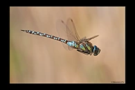 Aeshna mixta, thumbnail 5 / 20