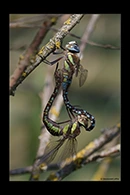 Aeshna mixta, thumbnail 6 / 20