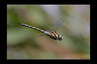 Aeshna mixta, thumbnail 8 / 20