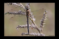 Aeshna mixta, thumbnail 10 / 20