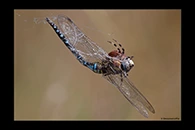 Aeshna mixta, thumbnail 11 / 20