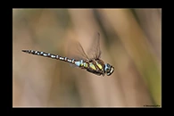 Aeshna mixta, thumbnail 12 / 20