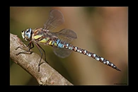 Aeshna mixta, thumbnail 14 / 20