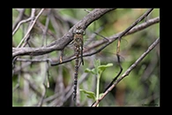 Aeshna mixta, thumbnail 15 / 20