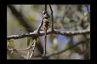 Aeshna mixta, thumbnail 16 / 20