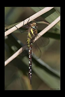 Aeshna mixta, thumbnail 17 / 20