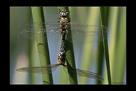 Aeshna mixta, thumbnail 18 / 20