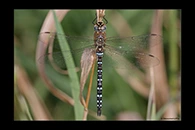 Aeshna mixta, thumbnail 19 / 20