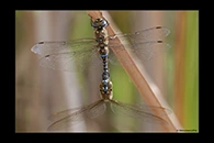 Aeshna mixta, thumbnail 20 / 20