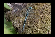 Aeshna serrata, thumbnail 1 / 20