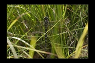 Aeshna serrata, thumbnail 3 / 20