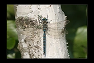 Aeshna serrata, thumbnail 4 / 20