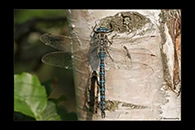 Aeshna serrata, thumbnail 11 / 20