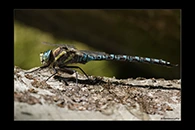 Aeshna serrata, thumbnail 13 / 20