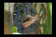 Aeshna serrata, thumbnail 20 / 20
