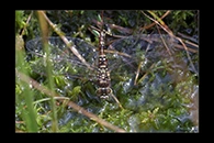 Aeshna subarctica, thumbnail 1 / 20