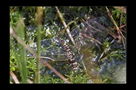 Aeshna subarctica, thumbnail 2 / 20