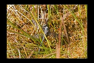 Aeshna subarctica, thumbnail 3 / 20