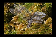 Aeshna subarctica, thumbnail 4 / 20