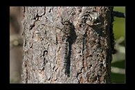 Aeshna subarctica, thumbnail 5 / 20