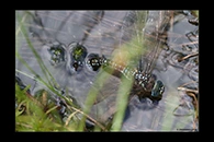 Aeshna subarctica, thumbnail 8 / 20