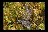 Aeshna subarctica, thumbnail 9 / 20