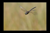 Aeshna subarctica, thumbnail 10 / 20
