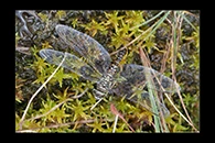 Aeshna subarctica, thumbnail 15 / 20