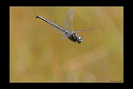Aeshna subarctica, thumbnail 16 / 20
