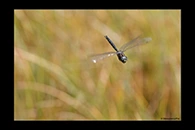 Aeshna subarctica, thumbnail 18 / 20