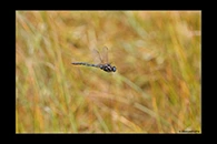 Aeshna subarctica, thumbnail 19 / 20