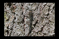 Aeshna subarctica, thumbnail 20 / 20
