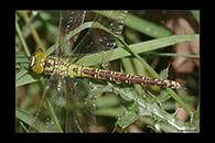 Aeshna viridis, thumbnail 1 / 20