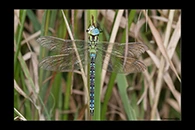 Aeshna viridis, thumbnail 2 / 20