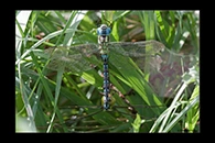 Aeshna viridis, thumbnail 3 / 20