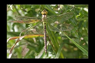 Aeshna viridis, thumbnail 4 / 20
