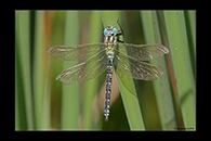 Aeshna viridis, thumbnail 5 / 20
