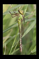 Aeshna viridis, thumbnail 6 / 20