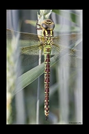 Aeshna viridis, thumbnail 8 / 20