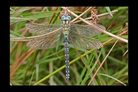 Aeshna viridis, thumbnail 9 / 20