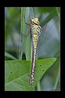 Aeshna viridis, thumbnail 16 / 20