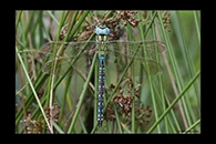 Aeshna viridis, thumbnail 17 / 20