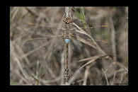 Anax ephippiger, thumbnail 1 / 20